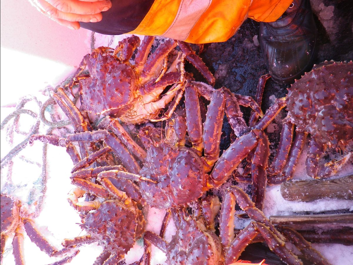 King Crab029